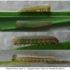 chaz briseis larva1 volg